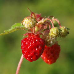 raspberries on cane