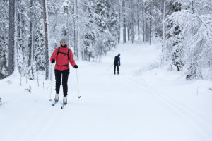 50140929 - woman cross-country skiing in the snowy forest